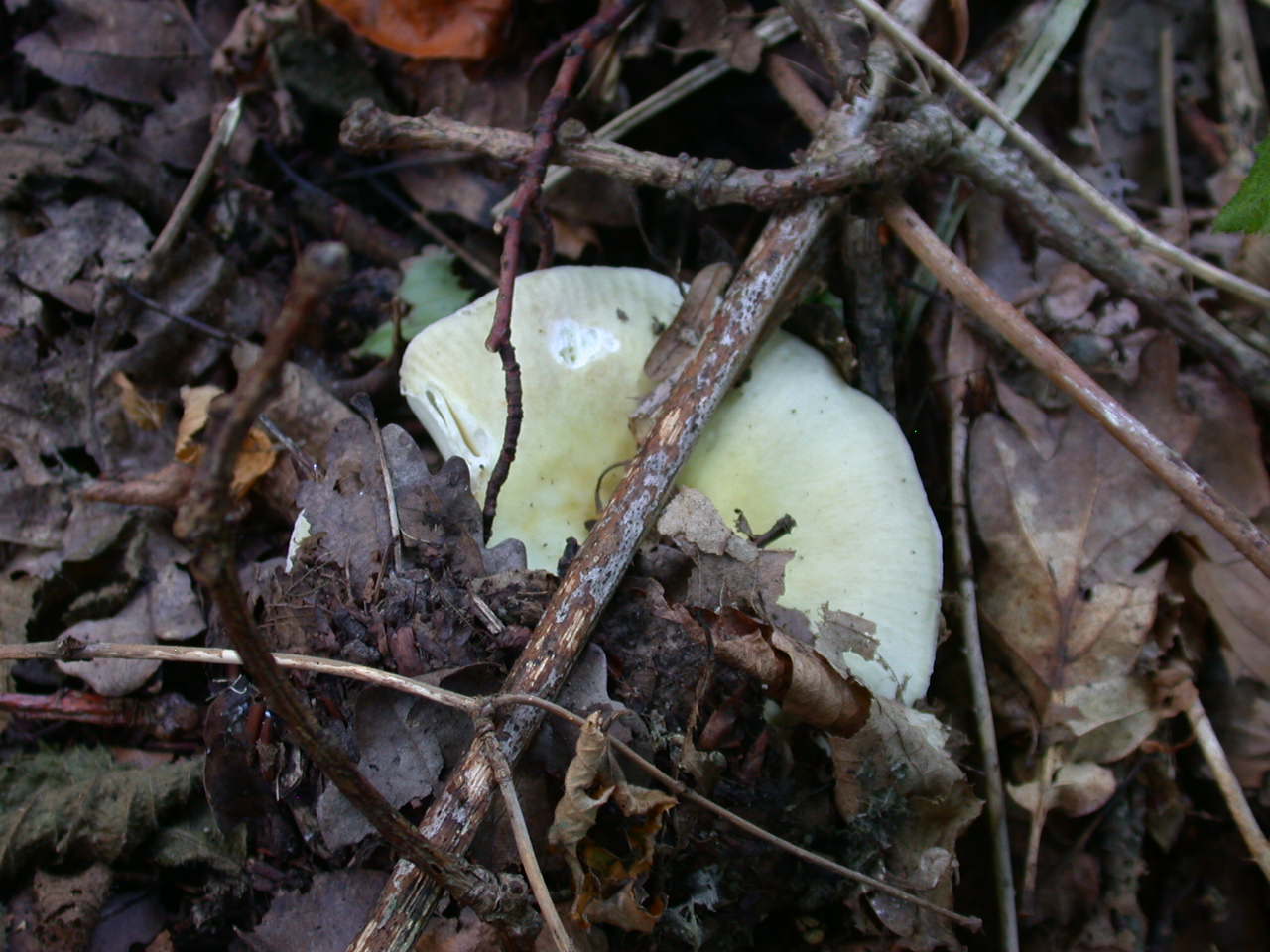 Russula violeipes ... var.citrina